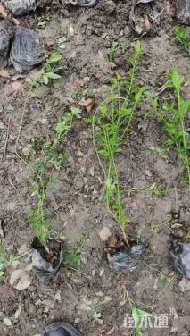 高度30厘米云南黄馨