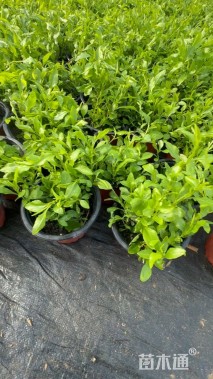 高度25厘米蓝雪花