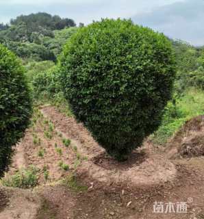 冠幅80厘米雀舌黄杨球