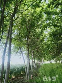 7公分丛生朴树