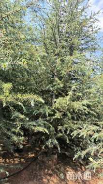 高度400厘米雪松