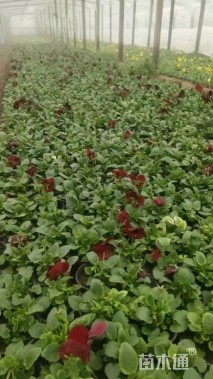 高度20厘米角堇