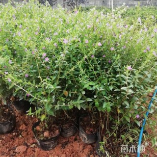 高度35厘米满天星