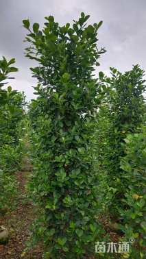 高度180厘米火山榕