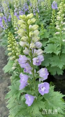 高度30厘米飞燕草