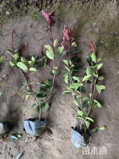 高度60厘米红叶石楠小苗