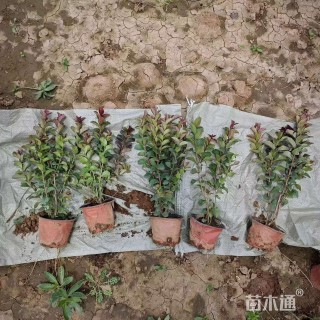 高度50厘米矮生紫薇