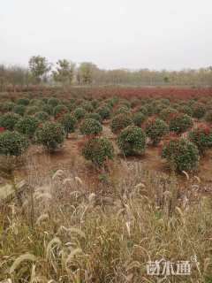 冠幅300厘米红叶石楠球