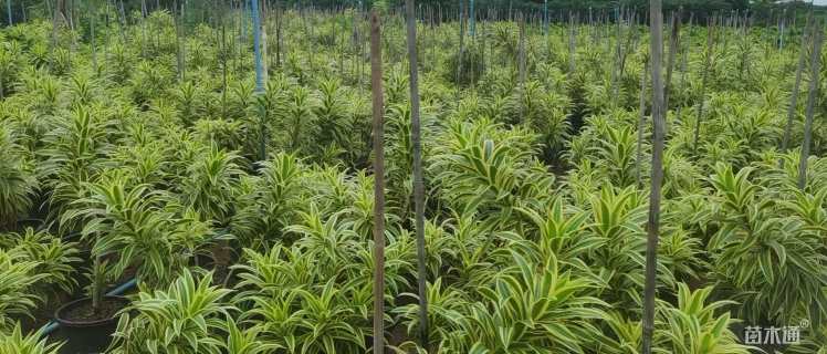 高度40厘米金边百合竹