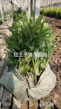 高度80厘米红王子锦带