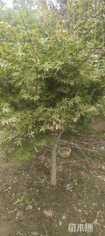 12公分日本红枫