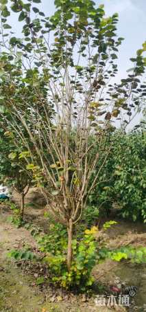 高度200厘米紫荆