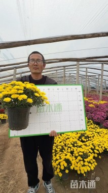 高度30厘米球菊