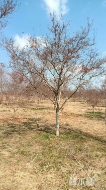 12公分日本红枫