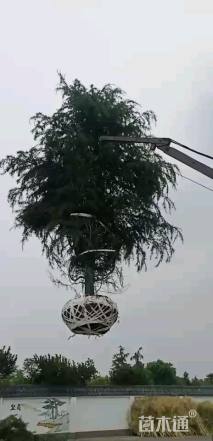 高度300厘米雪松