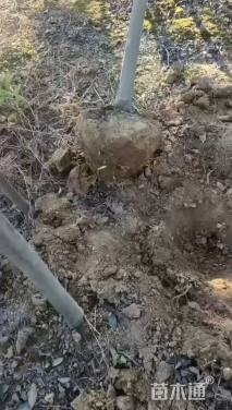 11公分红果冬青