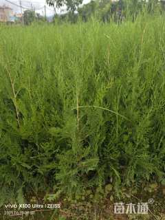 高度20厘米侧柏