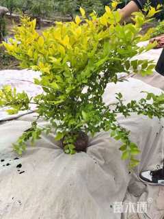 冠幅60厘米金叶女贞球