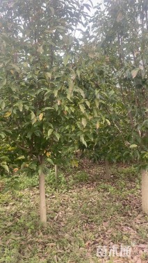 12公分二乔玉兰