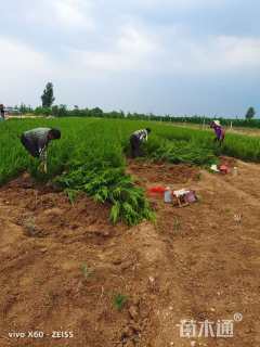 高度40厘米小龙柏