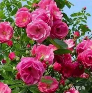 高度40厘米月季