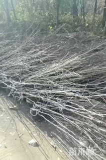 高度180厘米丛生紫荆