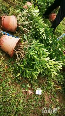 高度50厘米非洲茉莉