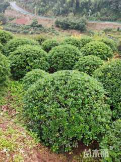 冠幅200厘米海桐球