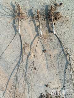 高度1.8厘米金叶榆小苗