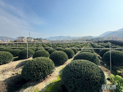 高度90厘米完美冬青