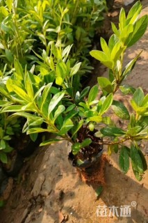 高度20厘米石岩杜鹃