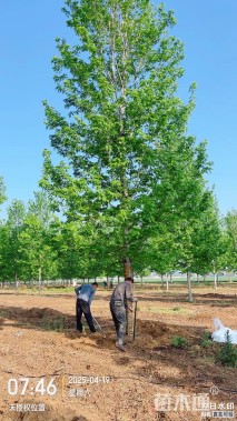 22公分美国红枫