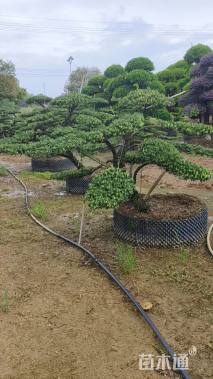 移栽苗造型罗汉松