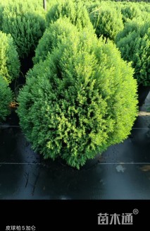 高度50厘米球柏