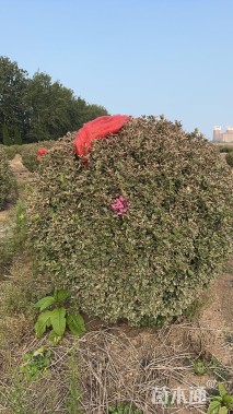 高度180厘米冬红卫矛