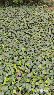 100厘米三叶地锦