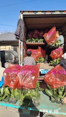 高度50厘米蝴蝶兰