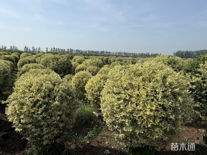 冠幅150厘米银姬小蜡球