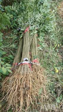 高度50厘米栾树小苗