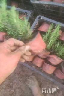 高度10厘米迷迭香