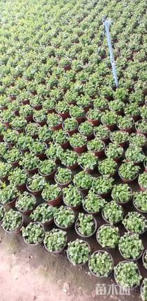 高度10厘米薄荷