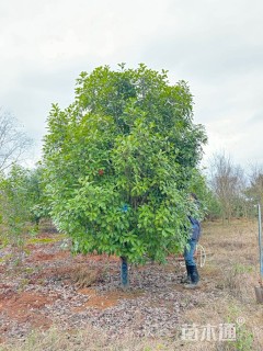 高度400厘米丛生红叶石楠