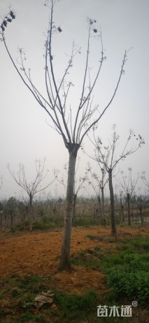 12公分栾树