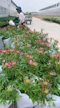 高度30厘米醉蝶花