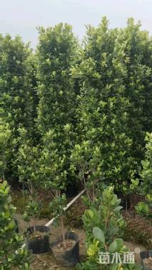 高度210厘米火山榕