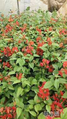 高度25厘米冬红