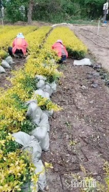 高度40厘米黄金枸骨