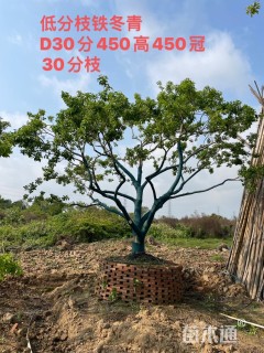 30公分红果冬青