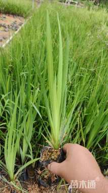 高度30厘米黄菖蒲