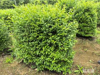 高度120厘米小叶女贞